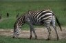 <p>Burchell’s Zebra (<em>Equus burchelli</em>), Ngorongoro Crater, Ngorongoro Conservation Area, TANZANIA</p>
