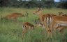 <p>Impalas (<em>Aepyceros melampus</em>), Serengeti National Park, TANZANIA</p>