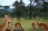 <p>Impalas (<em>Aepyceros melampus</em>), Serengeti National Park, TANZANIA</p>