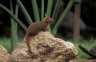 <p>Dwarf Mongoose (<em>Helogale parvula</em>), Seronera, Serengeti National Park, TANZANIA</p>