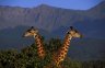 Maasai Giraffes (<em>Giraffa camelopardalis tippelskirchi</em>), Mt. Meru, Arusha National Park, TANZANIA