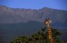 Maasai Giraffes (<em>Giraffa camelopardalis tippelskirchi</em>), Mt. Meru, Arusha National Park, TANZANIA