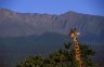 Maasai Giraffes (<em>Giraffa camelopardalis tippelskirchi</em>), Mt. Meru, Arusha National Park, TANZANIA