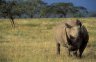 <p>Southern White Rhino (<em>Ceratotherium simum simum</em>), Lake Nakuru National Park, KENYA</p>