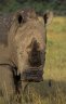 <p>Southern White Rhino (<em>Ceratotherium simum simum</em>), Lake Nakuru National Park, KENYA</p>