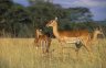 <p>Impalas (<em>Aepyceros melampus</em>), Lake Nakuru National Park, KENYA</p>