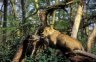 <p>African Lion (<em>Panthera leo</em>) female, Lake Nakuru National Park, KENYA</p>