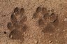 Arabian Leopard (<em>Panthera pardus nimr</em>) footprints, Jebel Samhan NP from 1300 m, Dhofar, OMAN
