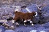 Feral Goat (<em>Capra hircus</em>), W6 trek near Al-Khitaym (1900 m), Wadi Ghul and Wadi an Nakhur, Jebel Akhdar, OMAN