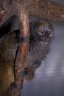 Alaotran Bamboo Lemur (<em>Hapalemur alaotrensis</em>), Szeged Zoo, Szeged, HUNGARY