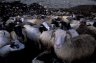 Sheeps (<em>Ovis aries</em>), Nimaling (4840 m), LADAKH