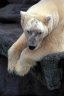 Polar Bear (<em>Thalarctos maritimus</em>), Vienna Zoo, AUSTRIA