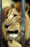 Lion (<em>Panthera leo</em>) male, Lion Zoo, Addis Abeba, ETHIOPIA