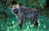 Spotted Hyena (<em>Crocuta crocuta</em>), Aregash Lodge (1900 m), Yirga Alem, ETHIOPIA