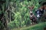 Mountain Nyala (<em>Tragelaphus buxtoni</em>) male, near Dinsho (3080 m), Bale Mountains NP, ETHIOPIA