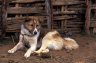 Shepherd dog (<em>Canis familiaris</em>), Rira village, Harenna Forest (3163 m), Bale Mountains NP, ETHIOPIA