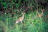 Guenther’s Dik-diks (<em>Madoqua guentheri</em>), Mago NP (520 m), South Omo Valley, ETHIOPIA