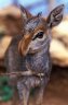 ~ 2 months old Guenther’s Dik-dik (<em>Madoqua guentheri</em>), Gabo village (945 m), 2 km NE of Turmi, South Omo Valley, ETHIOPIA