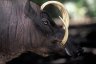 Buru Babirusa (<em>Babyrousa babyrussa</em>) male, Tasikoke Rescue Center, near Bitung, N-Sulawesi, INDONESIA