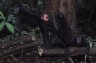 Celebes Crested Macaques (<em>Macaca nigra</em>) 