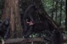 Celebes Crested Macaques (<em>Macaca nigra</em>) 