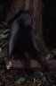 Celebes Crested Macaque (<em>Macaca nigra</em>) 