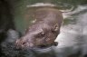 Pygmy Hippopotamus (<em>Choeropsis liberiensis</em>), Abidjan Zoo, Abidjan, CÔTE D’IVOIRE (IVORY COAST)