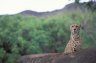 Cheetah (<em>Acinonyx jubatus</em>) female, Honolulu Zoo, Honolulu, Oahu, Hawaii, USA
