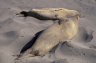 Northern Elephant Seals (<em>Mirounga angustirostris</em>), San Simeon SP, Big Sur, CA, USA