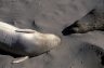 Northern Elephant Seals (<em>Mirounga angustirostris</em>), San Simeon SP, Big Sur, CA, USA