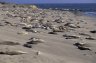Northern Elephant Seals (<em>Mirounga angustirostris</em>), San Simeon SP, Big Sur, CA, USA