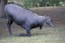 Nilgai (<em>Boselaphus tragocamelus</em>) male, Miami Metro Zoo, Miami, FL, USA