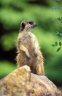 Meerkat (<em>Suricata suricatta</em>) female, Szeged Zoo, Szeged, HUNGARY