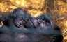 Western Lowland Gorilla (<em>Gorilla gorilla gorilla</em>) female with juv., Howletts Wild Animal Park, Bekesbourne, Kent, UNITED KINGDOM