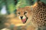 Asian Cheetah (<em>Acinonyx jubatus venaticus</em>) female, Pardisan Park, near Tehran, IRAN