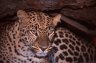 Leopard (<em>Panthera pardus</em>), bigcatrescue.org, Tampa, FL, USA