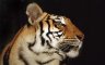 Bengal Tiger (<em>Panthera tigris tigris</em>), bigcatrescue.org, Tampa, FL, USA