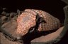 Six-banded Armadillo (<em>Euphractus sexcinctus</em>), Zoologico Municipal Santa Cruz „Fauna Sudamericana“ (Santa Cruz Zoo), BOLIVIA