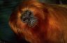 Golden Lion Tamarin (<em>Leontopithecus rosalia</em>), Szeged Zoo, HUNGARY