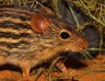 Barbary Striped Grass Mouse (<em>Lemniscomys barbarus</em>), Roland Szilveszter’s collection, Budapest, HUNGARY