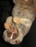 Sunda Slow Loris (<em>Nycticebus coucang</em>), Rare Species Conservation Centre, Sandwich, UNITED KINGDOM