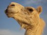 Dromedary Camel (<em>Camelus dromedarius</em>), near Douz, TUNESIA