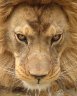 Barbary Lion (<em>Panthera leo leo</em>) male, Port Lympne Wild Animal Park, UNITED KINGDOM