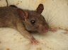 Rat (<em>Rattus</em> sp.), Karni Mata Temple (The Temple of Rats), Deshnok, 30 km S of Bikaner, Rajasthan, INDIA