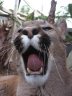 Cougar (<em>Puma concolor</em>) male, Rare Species Conservation Centre, Sandwich, UNITED KINGDOM