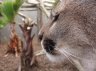 Cougar (<em>Puma concolor</em>) female, Rare Species Conservation Centre, Sandwich, UNITED KINGDOM