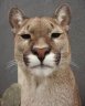 Cougar (<em>Puma concolor</em>) female, Rare Species Conservation Centre, Sandwich, UNITED KINGDOM