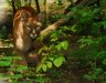 <p>Cougar (<em>Puma concolor</em>), Szeged Zoo, Szeged, HUNGARY</p>