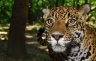 <p>Jaguar (<em>Panthera onca</em>) female, Szeged Zoo, Szeged, HUNGARY</p>