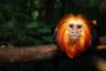 <p>Golden-headed Lion Tamarin (<em>Leontopithecus chrysomelas</em>), Szeged Zoo, Szeged, HUNGARY</p>